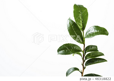 生茶葉の集合 46318822