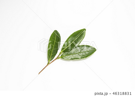 生茶葉の集合 46318831