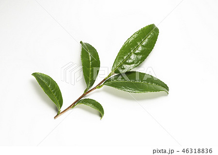 生茶葉の集合 46318836