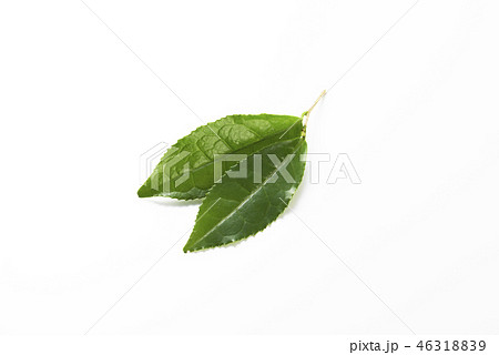 生茶葉の集合 46318839