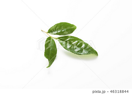 生茶葉の集合 46318844