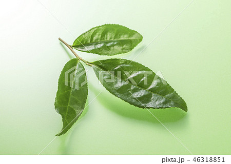 生茶葉の集合 生茶葉の集合 46318851