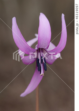カタクリの花 カタクリの花 46319097