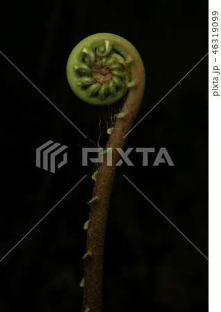 シダの新芽 46319099
