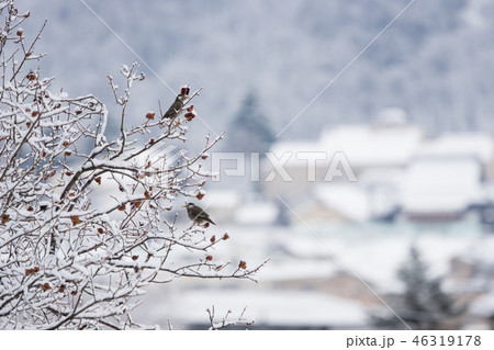 里山の冬 46319178