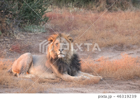 百獣の王の休息 百獣の王の休息 46319239