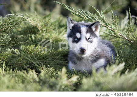 funny husky sits funny husky sits 46319494