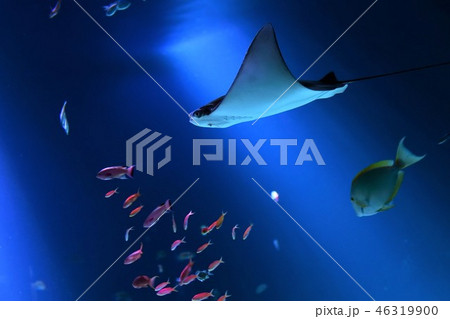 広島マリホ水族館熱帯魚 広島マリホ水族館熱帯魚 46319900