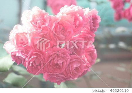 バラ バラの花 花束 46320110