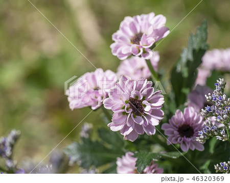 Close up Chrysanthemum flower. 46320369