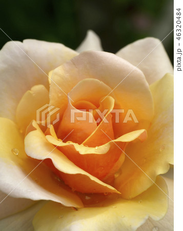 Soft orange rose flower Soft orange rose flower 46320484