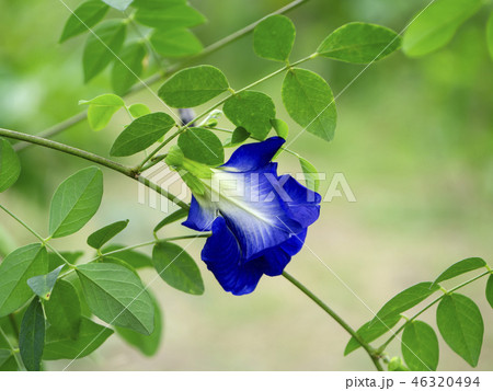 Blue Pea or Butterfly Pea. Blue Pea or Butterfly Pea. 46320494