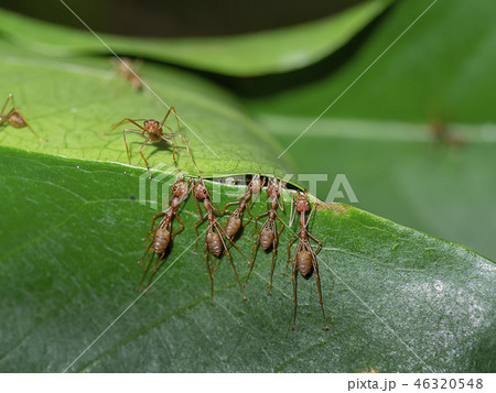 Ants are building leaf nests. Ants are building leaf nests. 46320548
