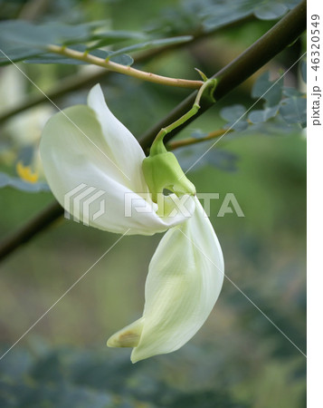 Close up white Agasta flower on tree. 46320549