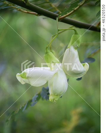 Close up white Agasta flower on tree. 46320550