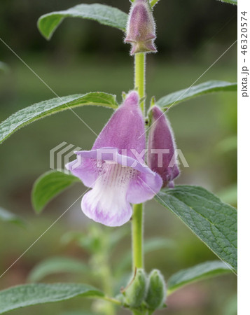 Sasame flower on tree Sasame flower on tree 46320574