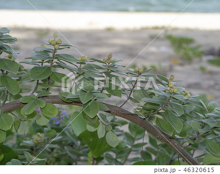 Close up of Vitex trifolia Close up of Vitex trifolia 46320615
