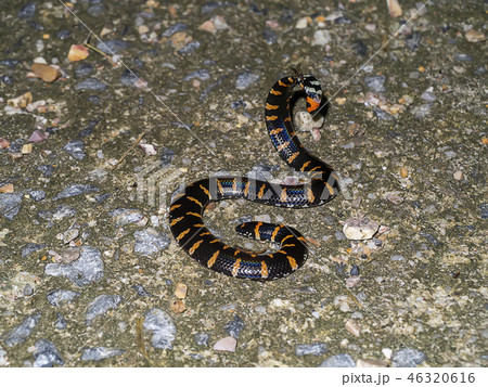Red-tailed pipe snake 46320616