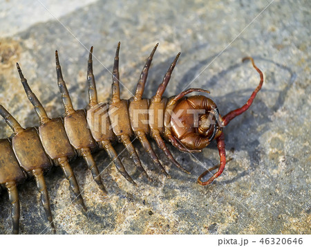 Close up of Centipedes on the ground. Close up of Centipedes on the ground. 46320646