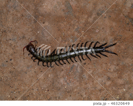 Close up of Centipedes on the ground. 46320649