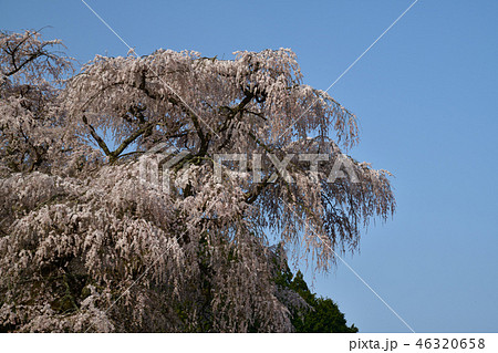 又兵衛桜 又兵衛桜 46320658
