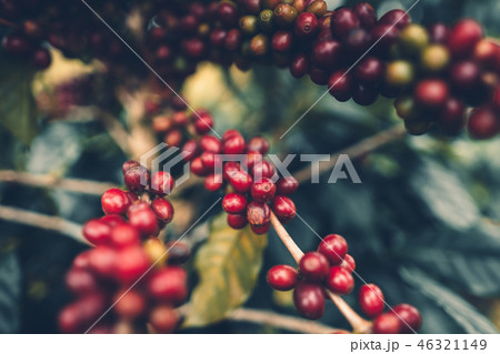 cherry coffee Good quality red coffee beans exuber 46321149