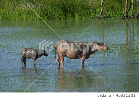 Water buffalo in the area of Wildlife Water buffalo in the area of Wildlife 46321203
