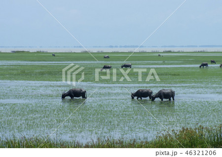 Water buffalo in the area of Wildlife Water buffalo in the area of Wildlife 46321206