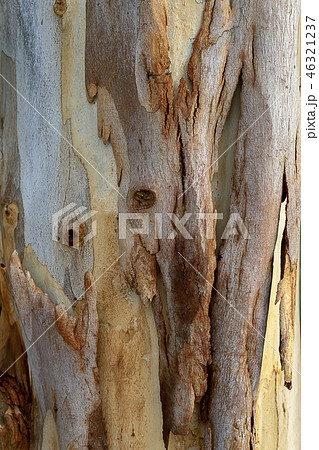 Close up Eucalyptus tree. Close up Eucalyptus tree. 46321237