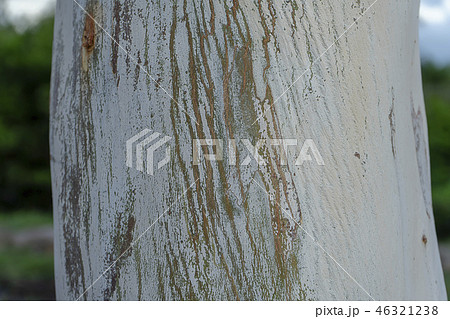 Close up Eucalyptus tree. Close up Eucalyptus tree. 46321238