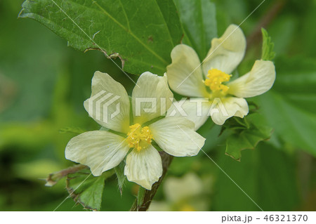Queensland hemp plant 46321370