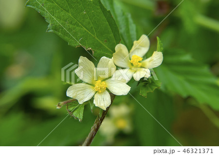 Queensland hemp plant Queensland hemp plant 46321371