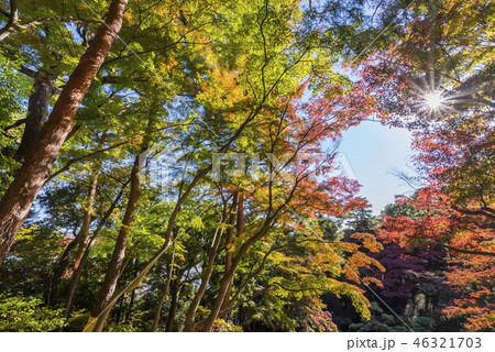 殿ヶ谷戸庭園の紅葉 46321703
