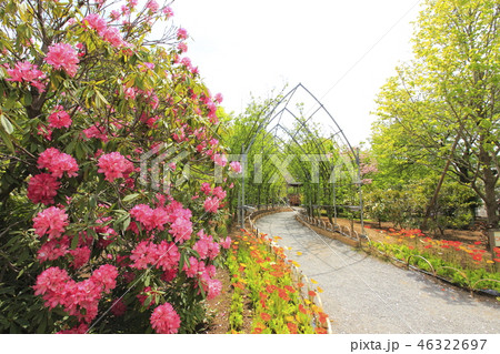 ポピーとシャクナゲの花 46322697