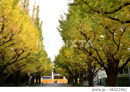 東京神宮外苑の並木道の紅葉 46322962