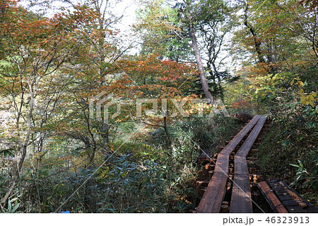 尾瀬から至仏山への登山 尾瀬から至仏山への登山 46323913