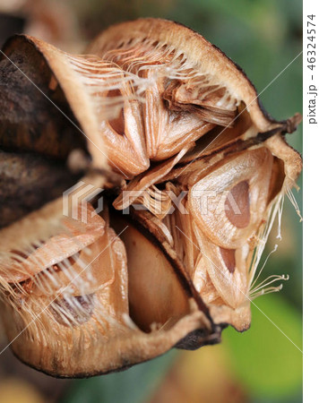 ウバユリの種 46324574