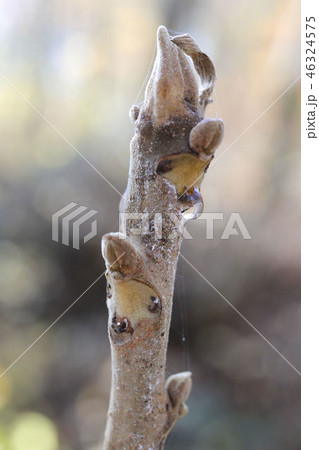 オニグルミの葉痕 46324575