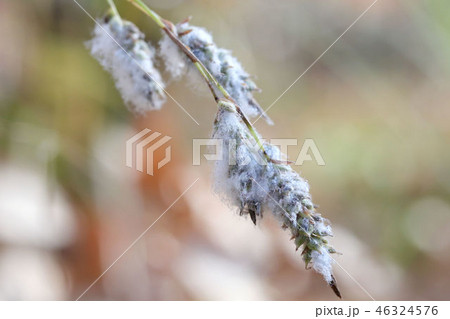 アブラムシ白い綿が付いたナキレスゲ 46324576