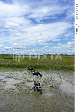 Water buffalo in the area of Wildlife Water buffalo in the area of Wildlife 46324743