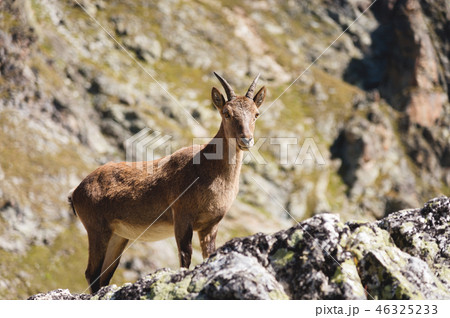 Young female alpine Capra ibex looking at the camera and standing on the high rocks stone in Dombay 46325233