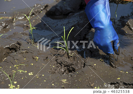 田植え 46325538