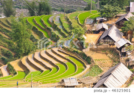 Rice terraced fields and Hmong minority village 46325901