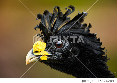 Great curassow, Crax rubra. male from Costa Rica 46326204