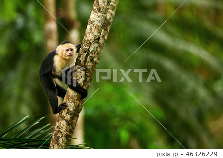 White-headed Capuchin,black monkey sitting on tree 46326229