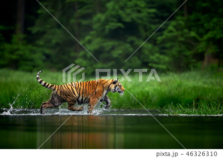 Amur tige in the river. Action wildlife scene Amur tige in the river. Action wildlife scene 46326310