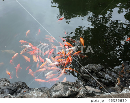 Chinese carp in a pond 46326639