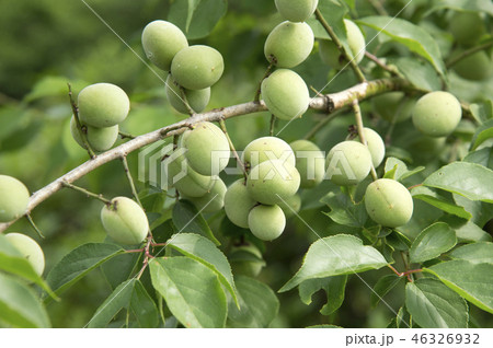 青梅 46326932