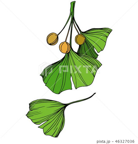 Vector Isolated ginkgo illustration element. Green leaf. Plant botanical garden floral foliage Vector Isolated ginkgo illustration element. Green leaf. Plant botanical garden floral foliage 46327036