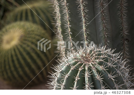 Different kinds of cacti in one place 46327308
